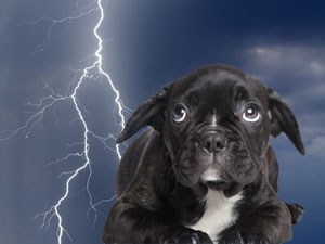 Dogs 2025 during thunderstorms