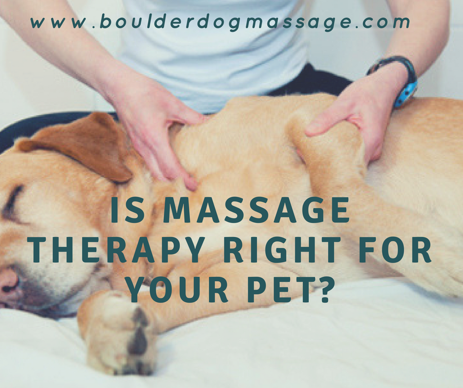 Is Massage Therapy Right for Your Pet?